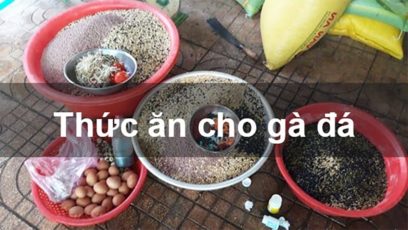 Sau khi đá cho gà ăn gì và nghỉ ngơi